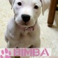 bimba american staffordshire terrier de 2 meses amstaff